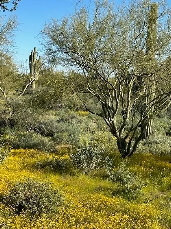 Сasa de vacaciones Sonoran Desert Chic Scottsdale