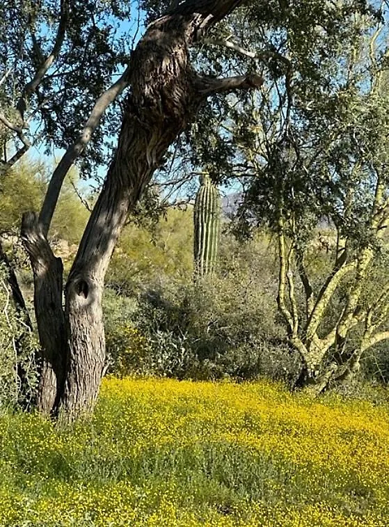 Sonoran Desert Chic Scottsdale 0*,