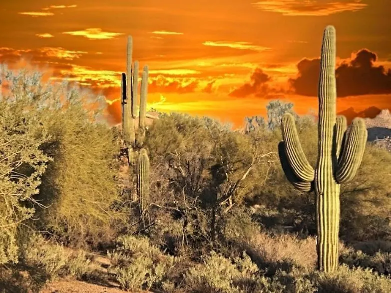 Sonoran Desert Chic Scottsdale